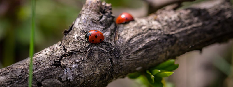 naturaleza